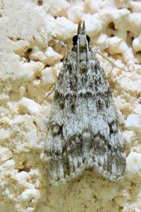 <i>Eudonia lacustrata</i>