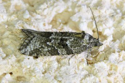 <i>Cnephasia</i>