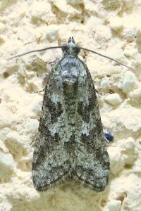 <i>Cnephasia</i>