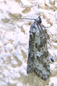 <i>Cnephasia</i>