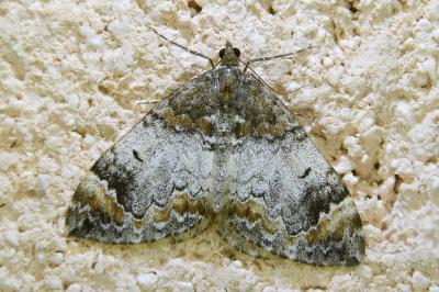 <i>Dysstroma truncata</i>