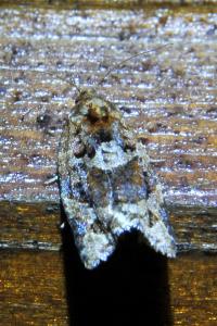 <i>Argyrotaenia ljungiana</i>