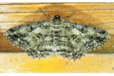 <i>Peribatodes rhomboidaria</i>