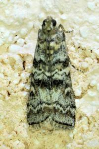<i>Dioryctria</i>