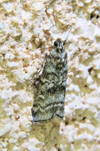 <i>Dioryctria</i>