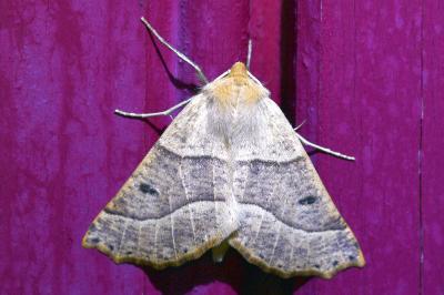 <i>Crocallis elinguaria</i>
