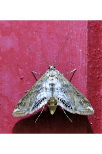 <i>Cataclysta lemnata</i>