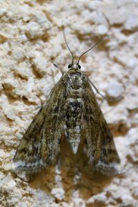 <i>Cataclysta lemnata</i>