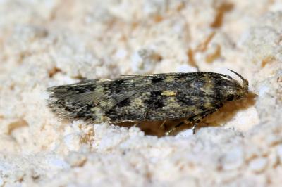 <i>Bryotropha</i>