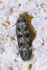 <i>Bryotropha</i>