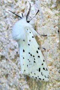 <i>Spilosoma lubricipeda</i>