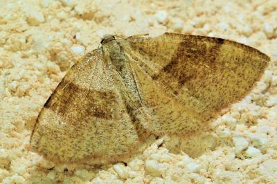 <i>Plagodis pulveraria</i>