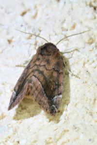 <i>Cosmia pyralina</i>