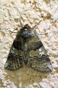 <i>Tethea or</i>