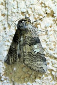 <i>Tethea or</i>