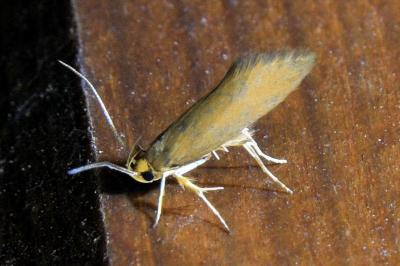 <i>Crassa unitella</i>