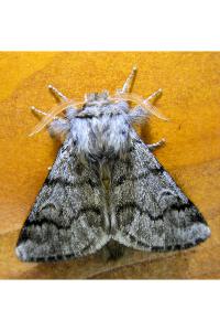 <i>Thaumetopoea pityocampa</i>