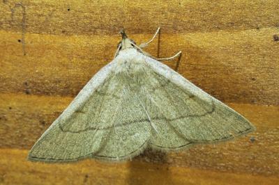<i>Paracolax tristalis</i>