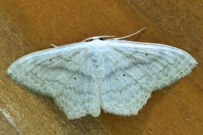 <i>Scopula nigropunctata</i>