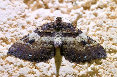 <i>Earophila badiata</i>