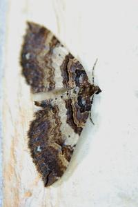 <i>Earophila badiata</i>