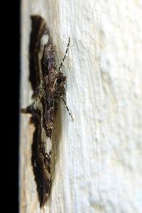 <i>Earophila badiata</i>