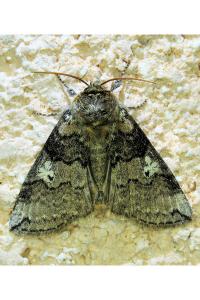 <i>Tethea or</i>