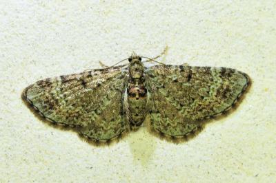 <i>Pasiphila chloerata</i>