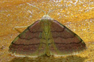 <i>Scopula rubiginata</i>