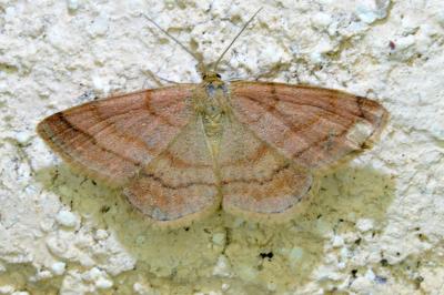 <i>Scopula rubiginata</i>