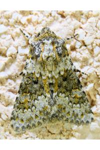 <i>Hecatera dysodea</i>