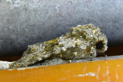 <i>Hecatera dysodea</i>