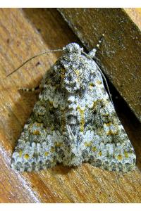 <i>Hecatera dysodea</i>