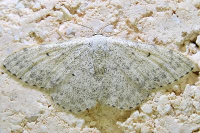 <i>Scopula marginepunctata</i>