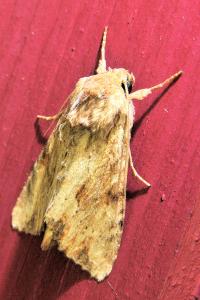 <i>Apamea sublustris</i>