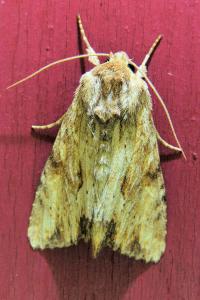 <i>Apamea sublustris</i>