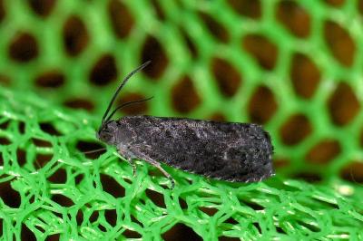 <i>Grapholita</i>