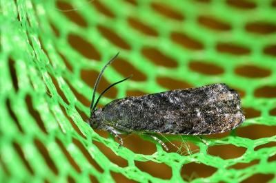 <i>Grapholita</i>