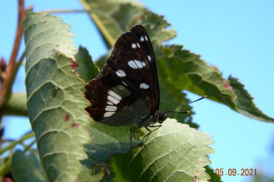 <i>Limenitis reducta</i>