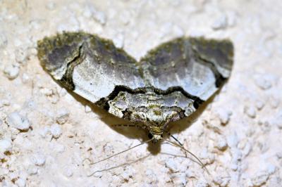 <i>Anticlea derivata</i>