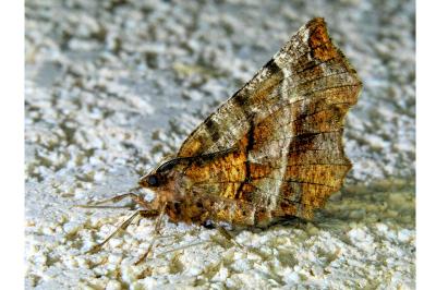 <i>Selenia dentaria</i>