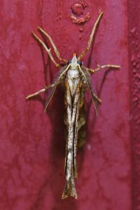 <i>Selenia dentaria</i>
