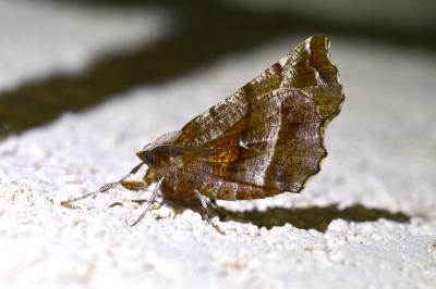<i>Selenia dentaria</i>