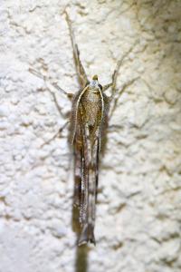<i>Selenia dentaria</i>