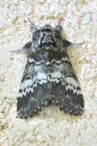 <i>Drymonia ruficornis</i>