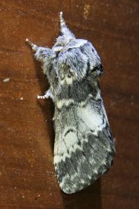 <i>Drymonia ruficornis</i>