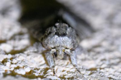 <i>Drymonia ruficornis</i>