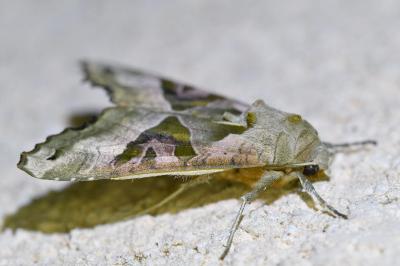 <i>Phlogophora meticulosa</i>