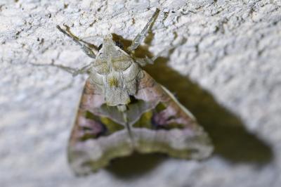 <i>Phlogophora meticulosa</i>