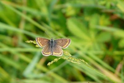 <i>Aricia agestis</i>